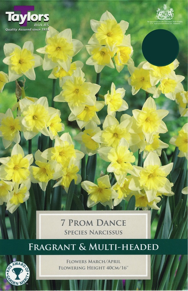 Narcissus (Daffodil) Prom Dance